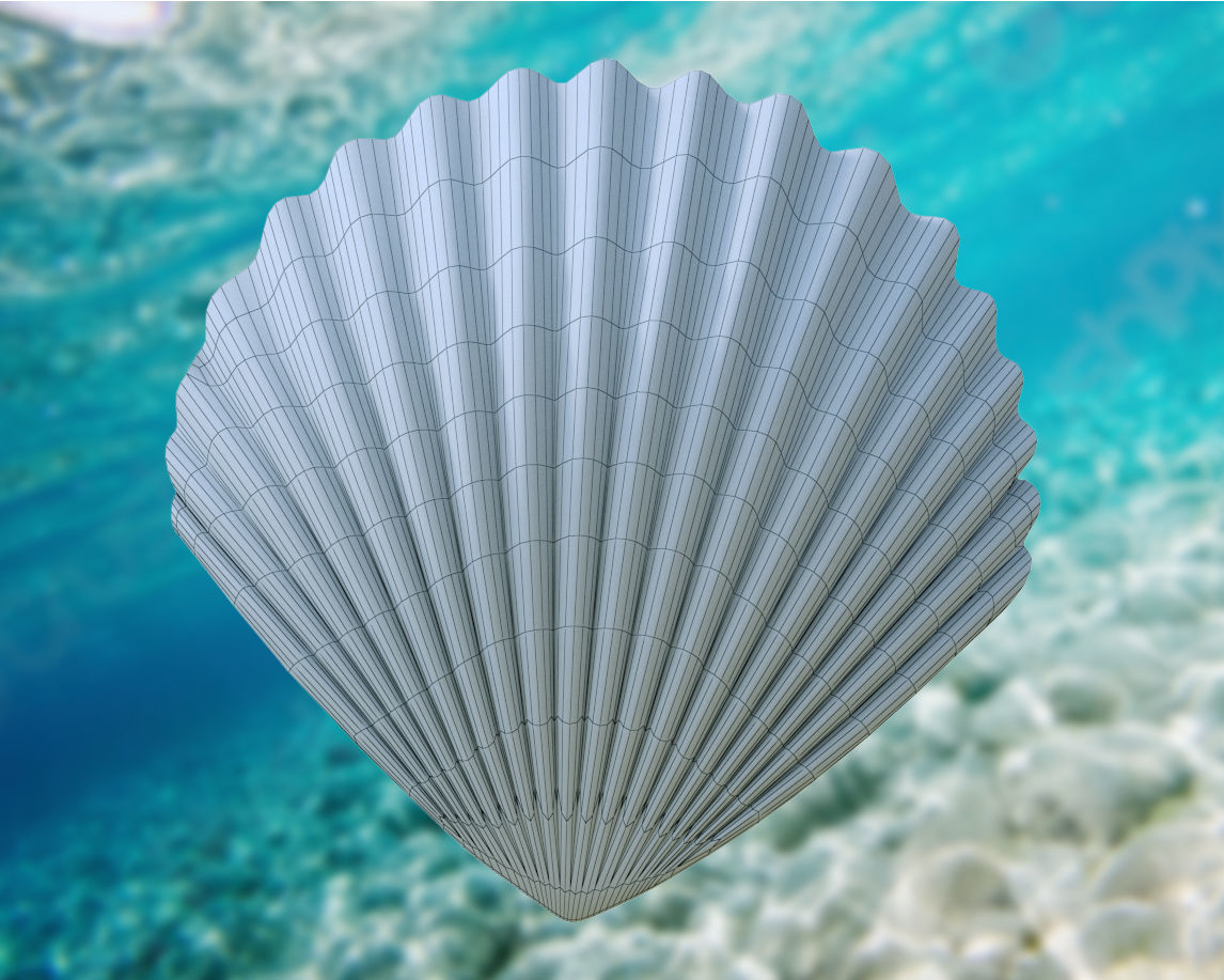 Scallop Seashell 3D model Free 3D model_3