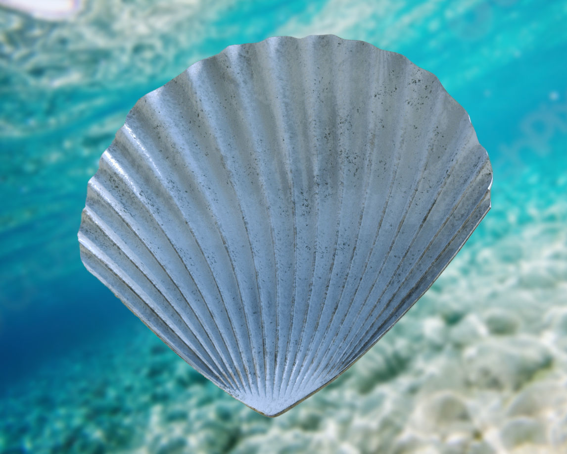 Scallop Seashell 3D model Free 3D model_2