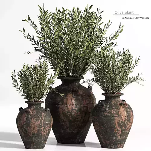 Olive plant In Antique Clay Vessels And Indoor Plant Set 07