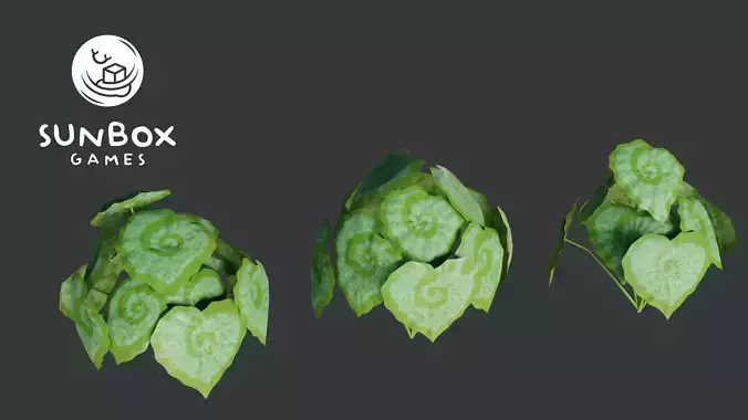 Begonia Rex - Exotic Plant