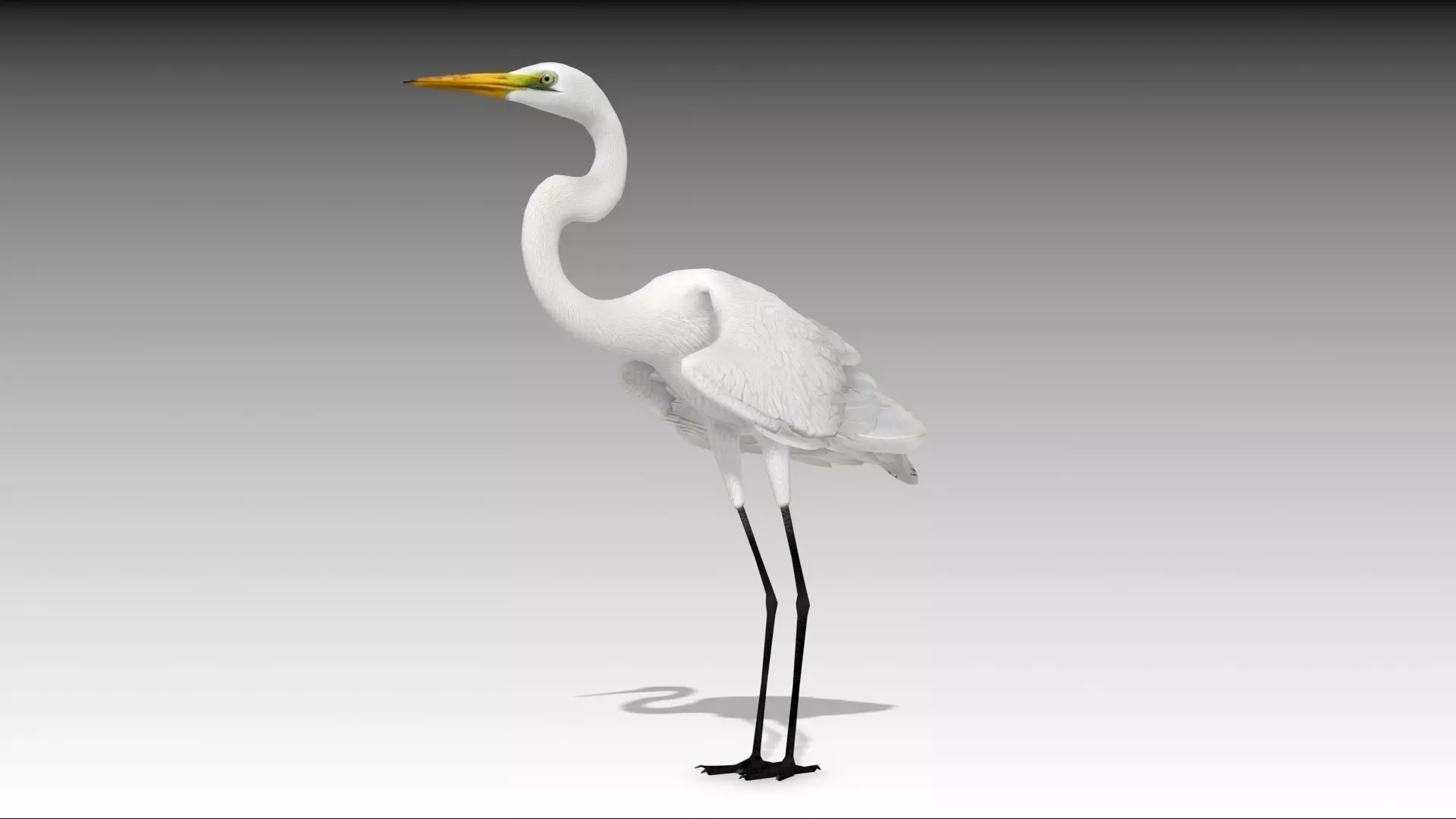 Egret Low-poly 3D model