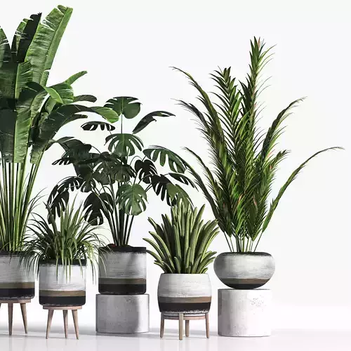 indoor plant set 11