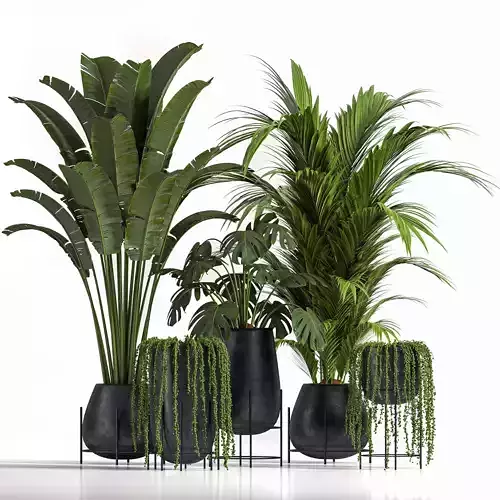 indoor plant set 12