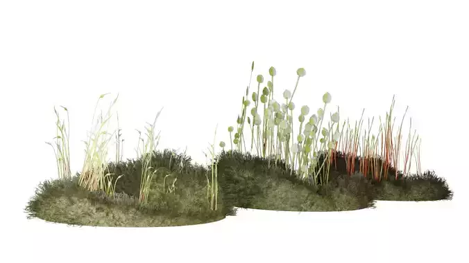 Moss set three grasses