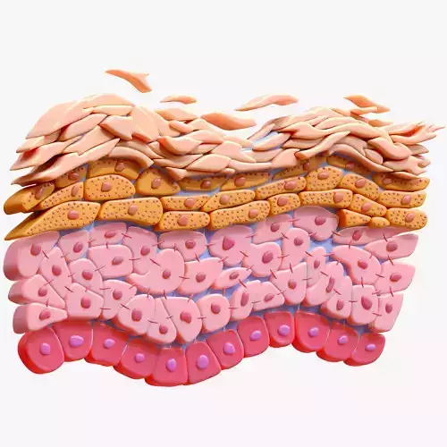 Epidermis Cross Section 3D model
