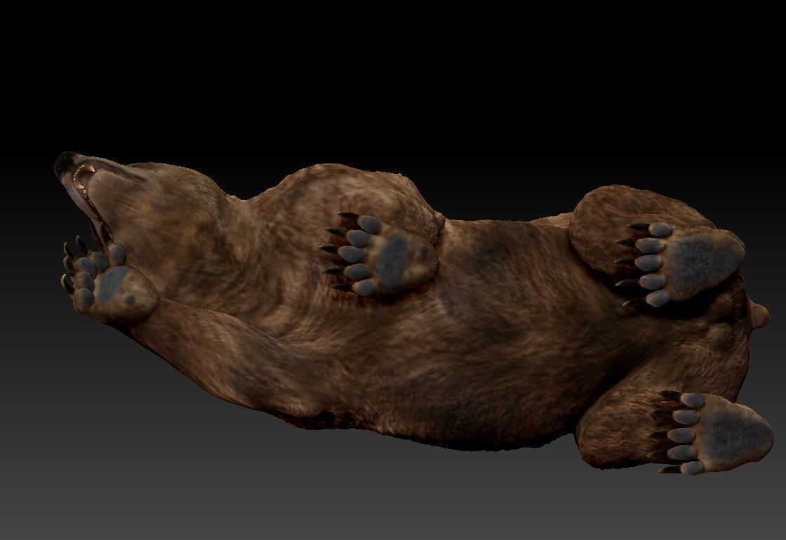 Bear Grizzly  3D print model_3