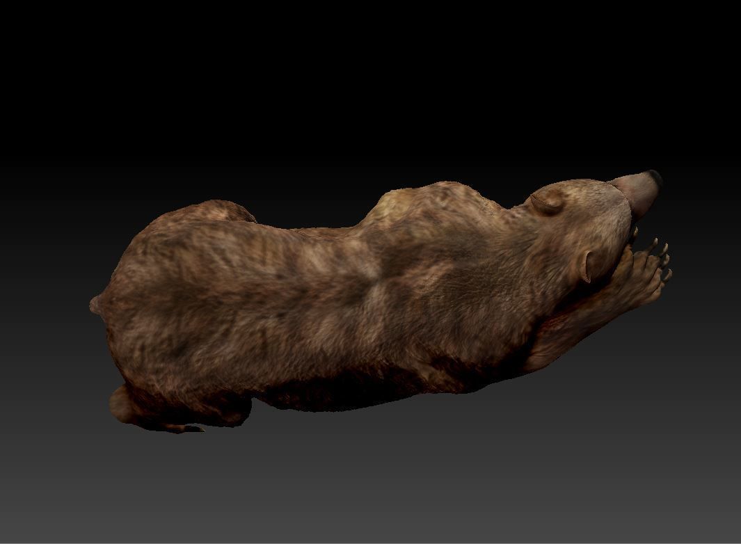 Bear Grizzly  3D print model_4