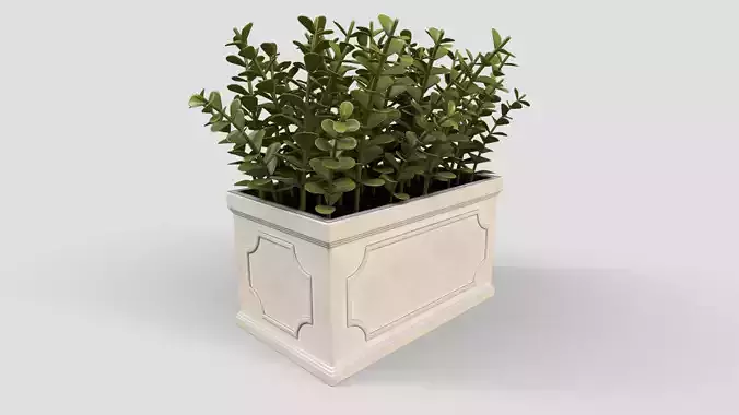 Boxwood Plant pot