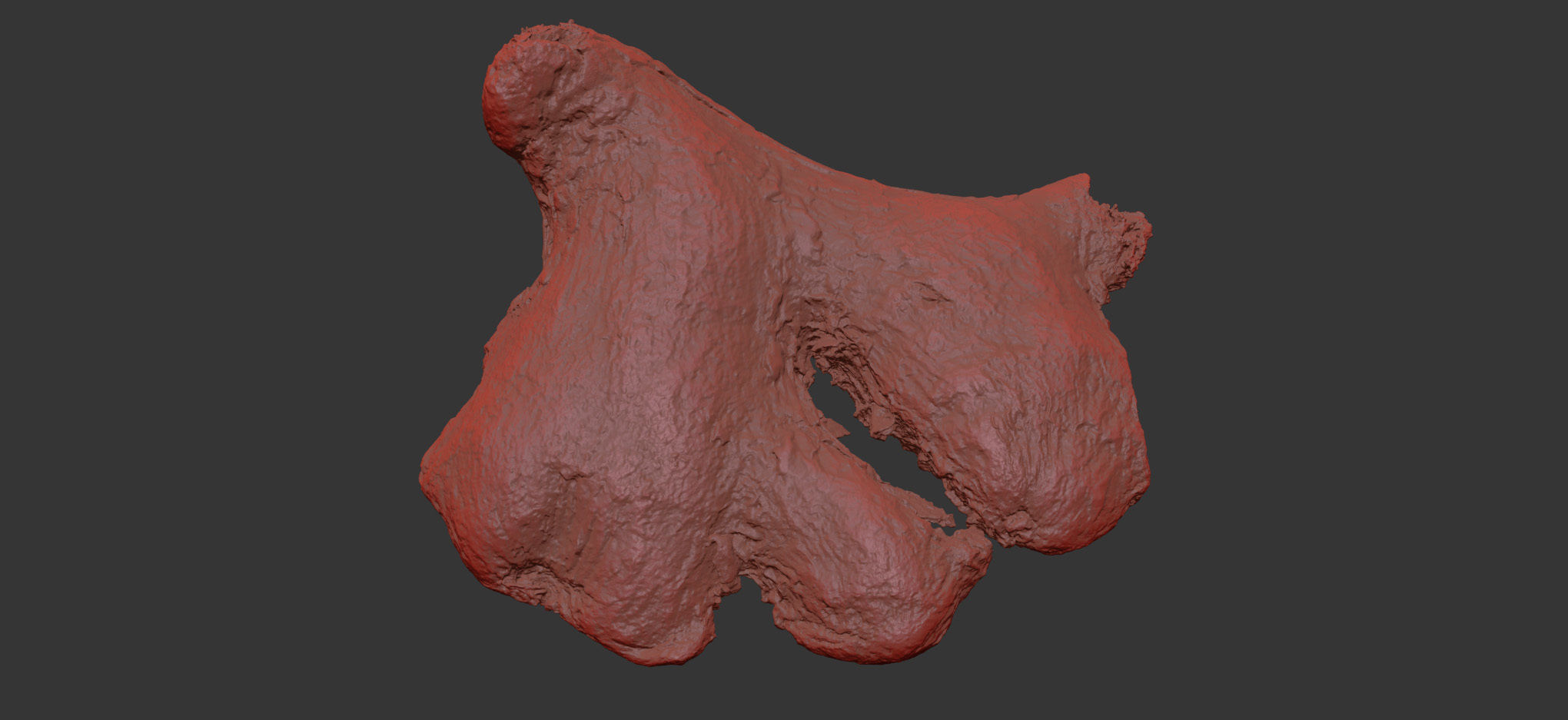 Ginger 3D model_7