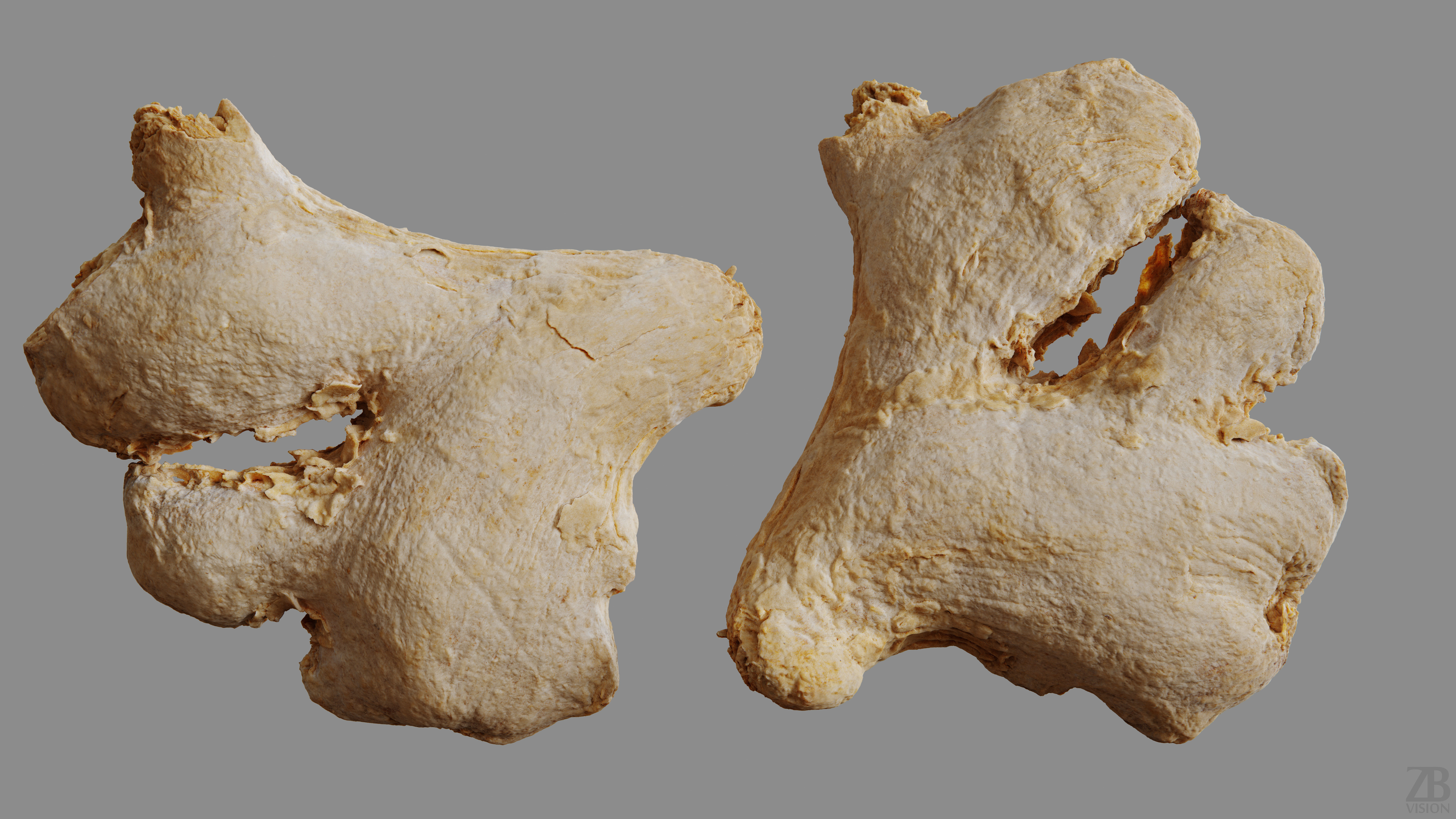 Ginger 3D model_9