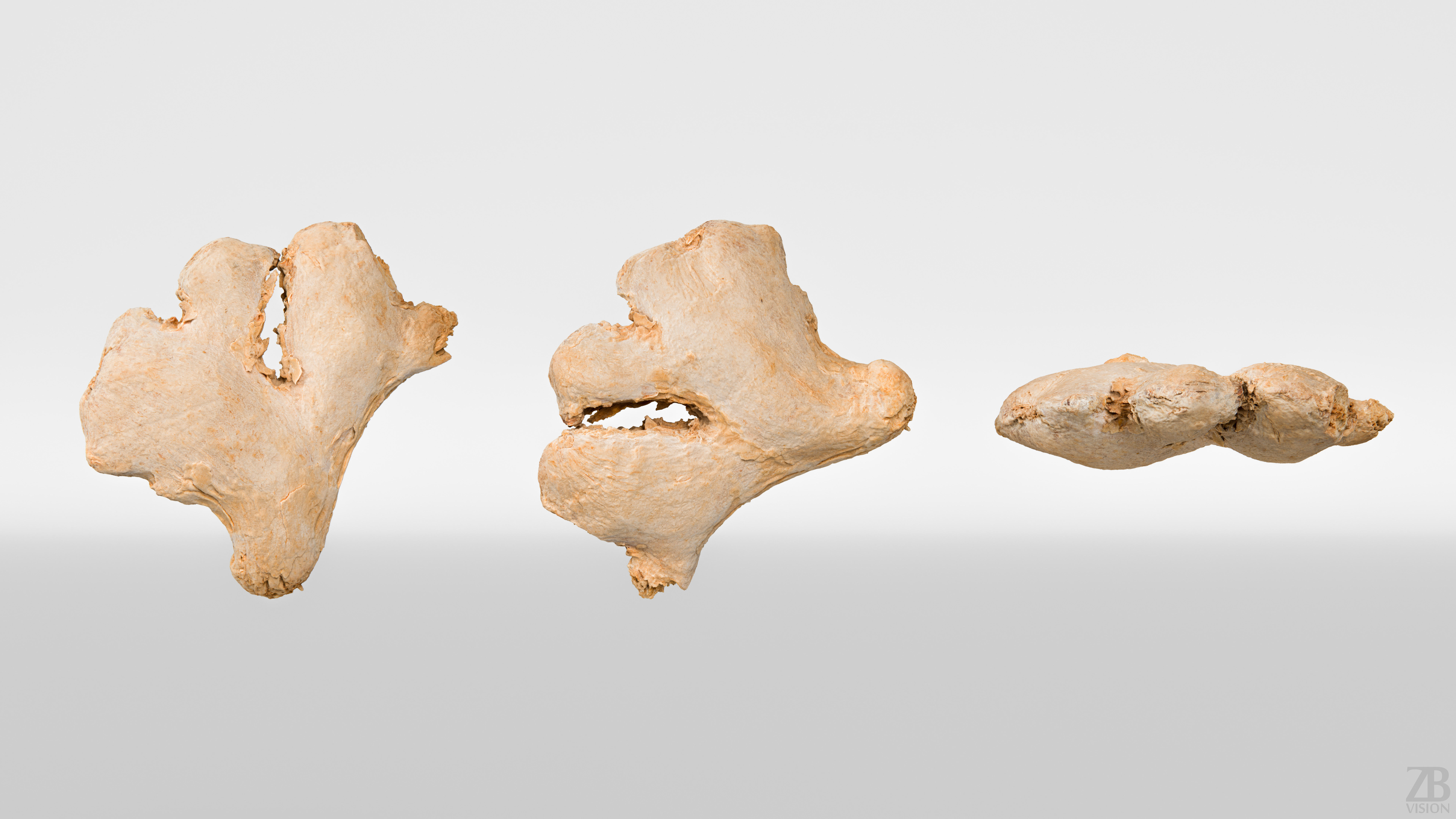Ginger 3D model_4