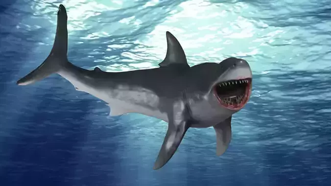 Great White Shark Rigged and Animation Low-poly 3D model