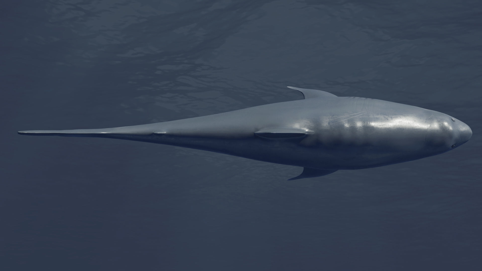  Great White Shark Rigged in Blender  Low-poly 3D model_4