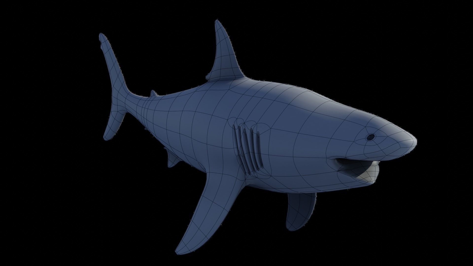  Great White Shark Rigged in Blender  Low-poly 3D model_15