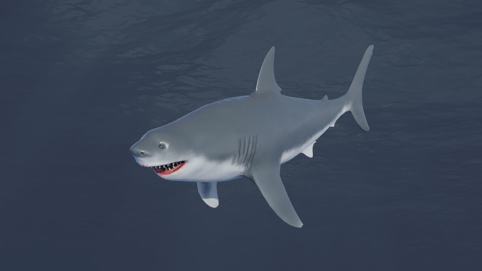  Great White Shark Rigged in Blender  Low-poly 3D model_9