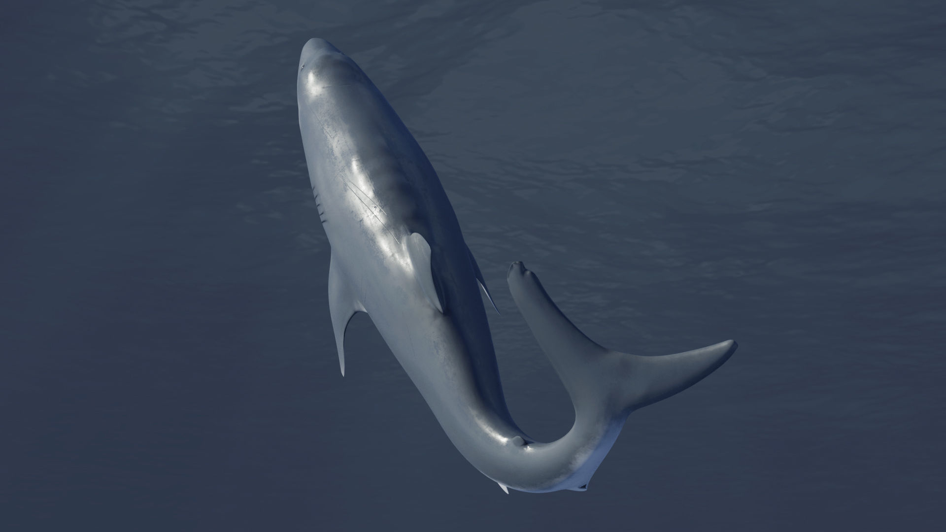  Great White Shark Rigged in Blender  Low-poly 3D model_8