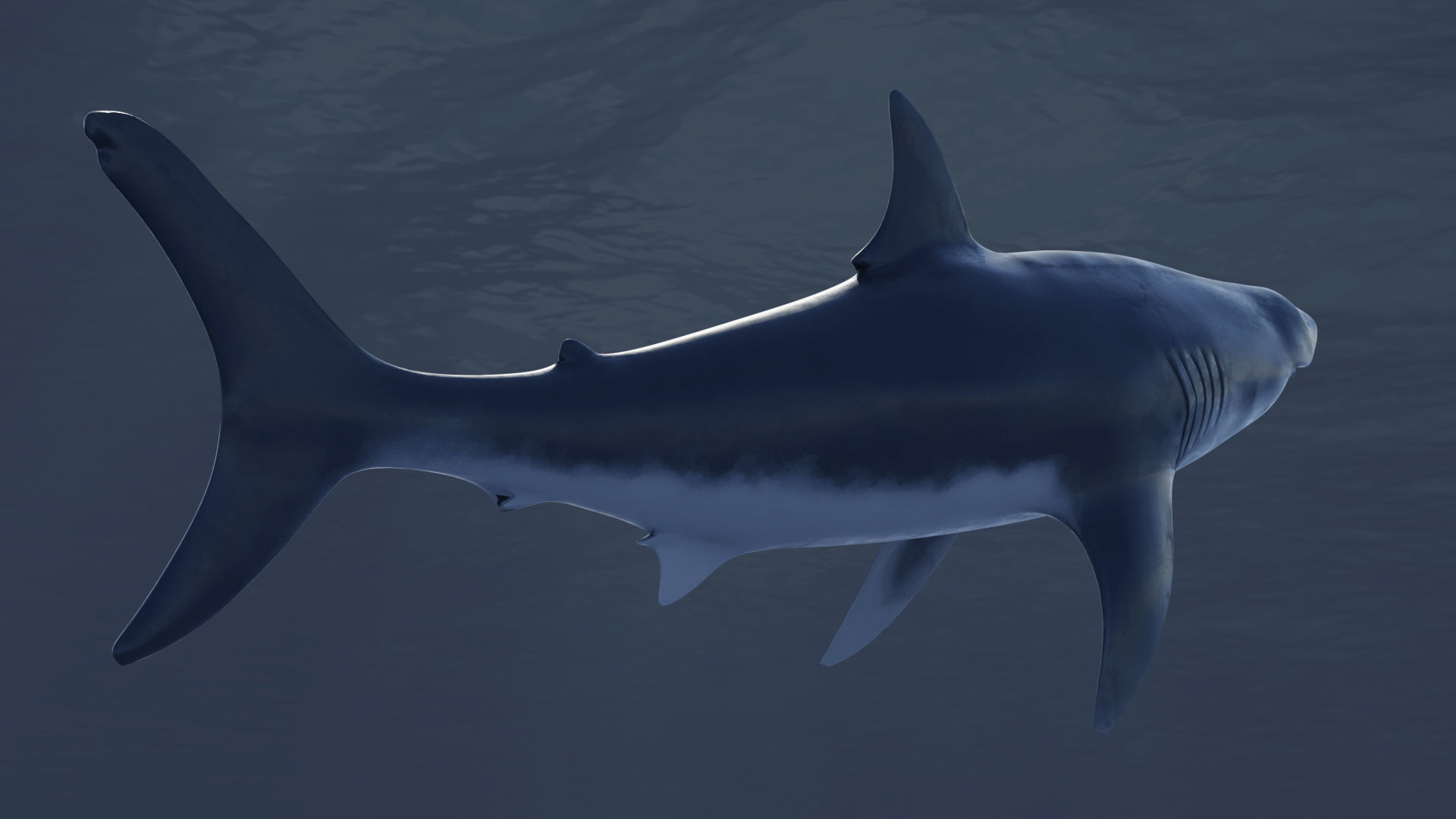  Great White Shark Rigged in Blender  Low-poly 3D model_2