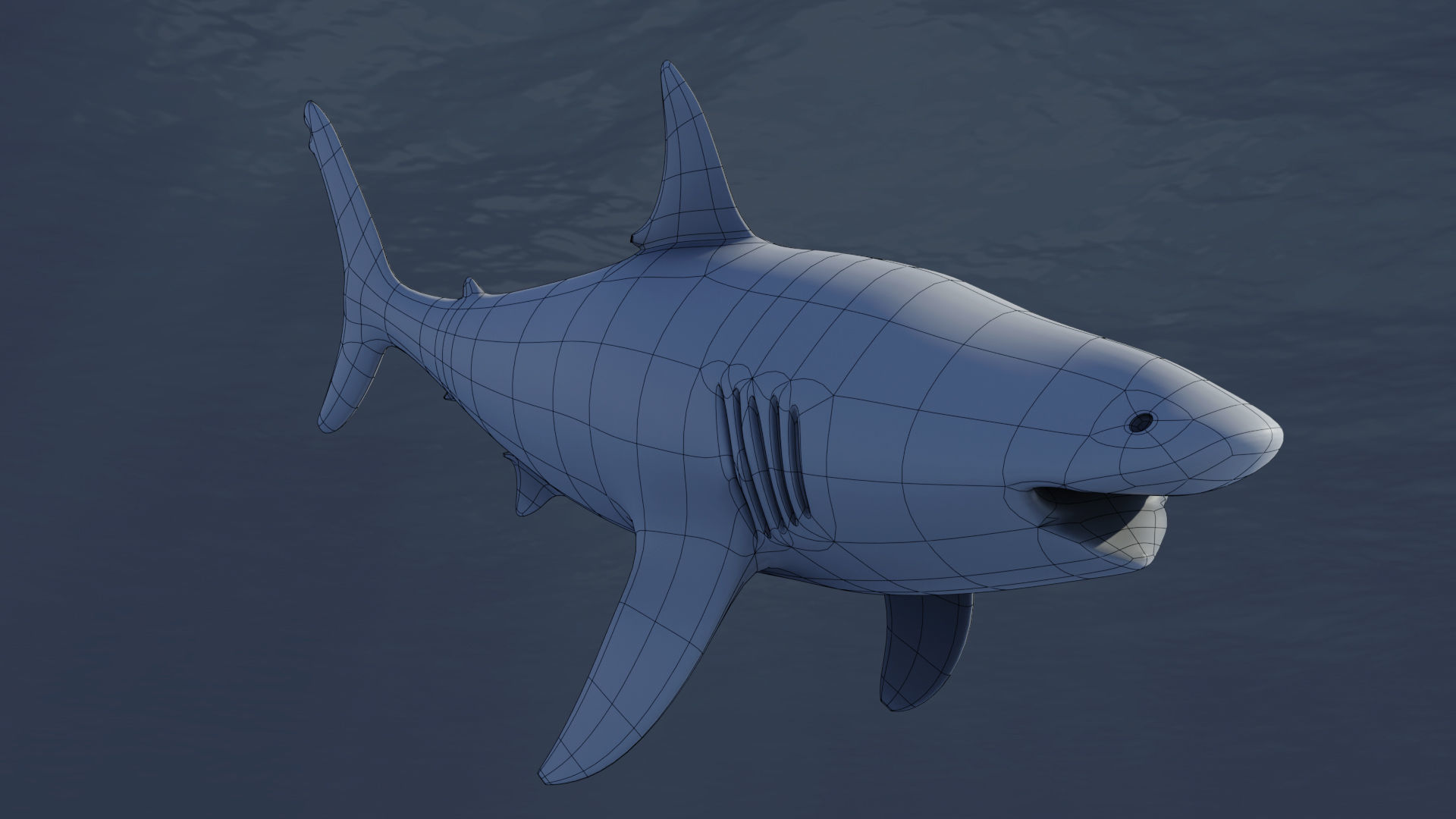  Great White Shark Rigged in Blender  Low-poly 3D model_11