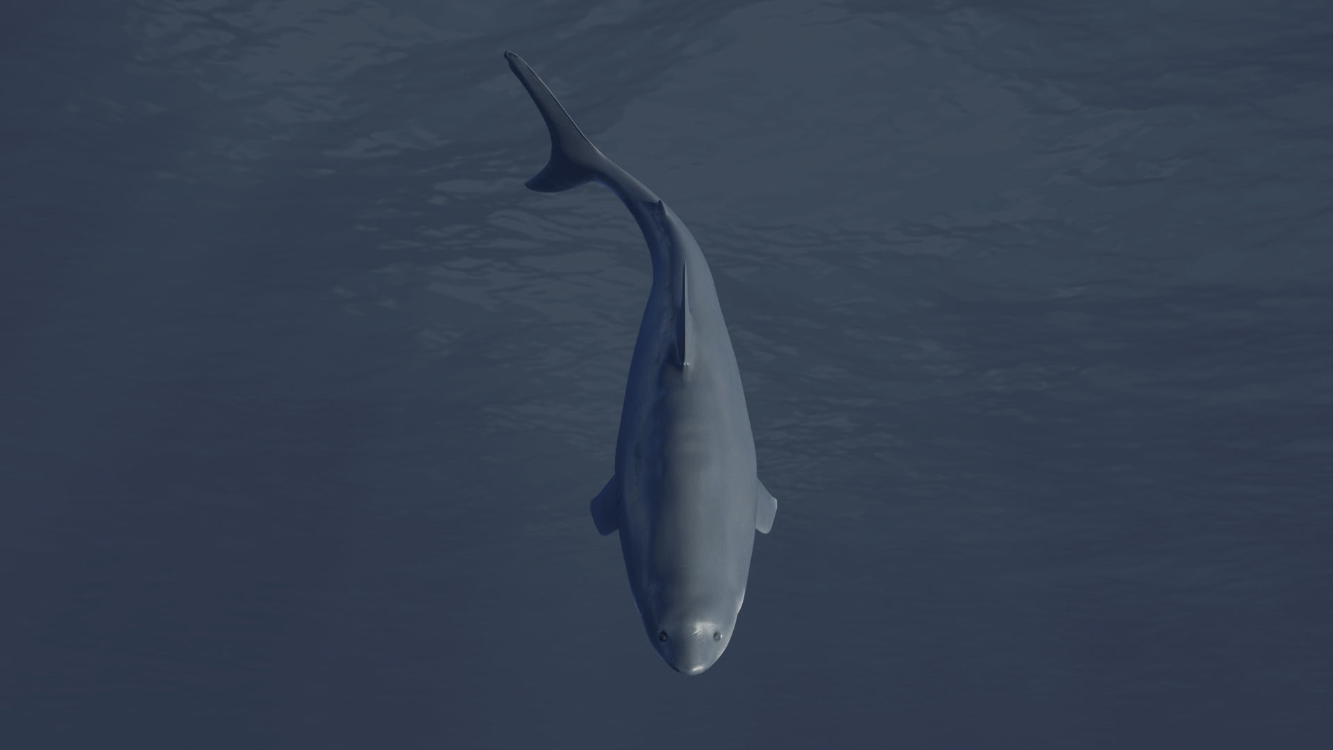  Great White Shark Rigged in Blender  Low-poly 3D model_6