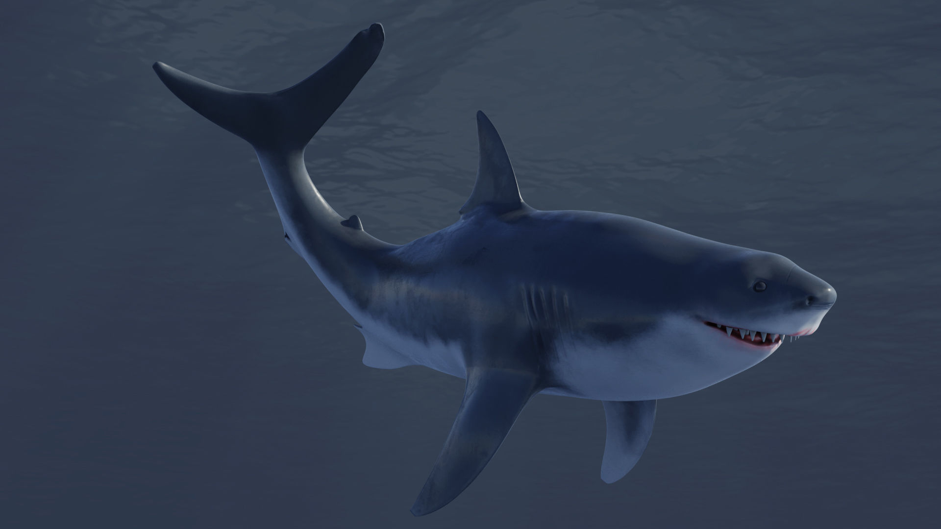  Great White Shark Rigged in Blender  Low-poly 3D model_7