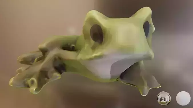Frog 01