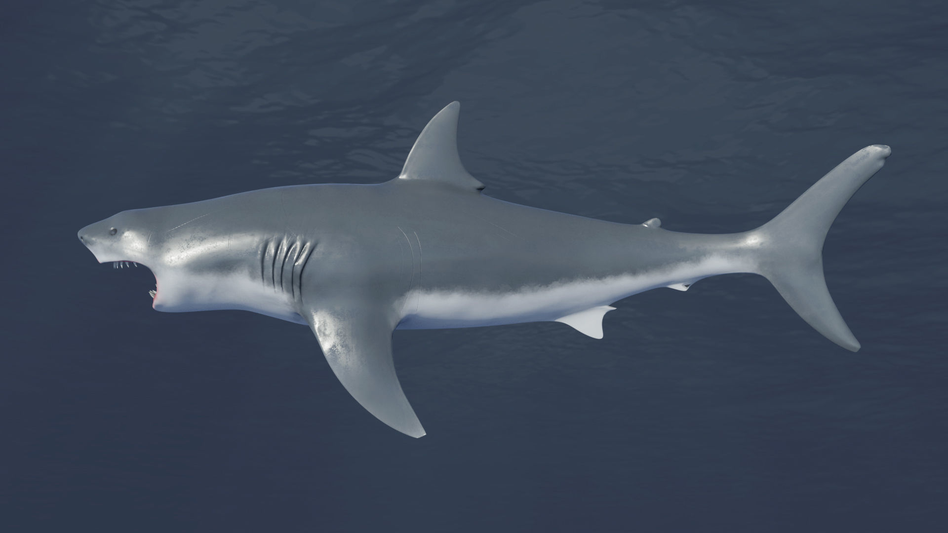 Great White Shark NO Rigged in Blender Low-poly 3D model_2