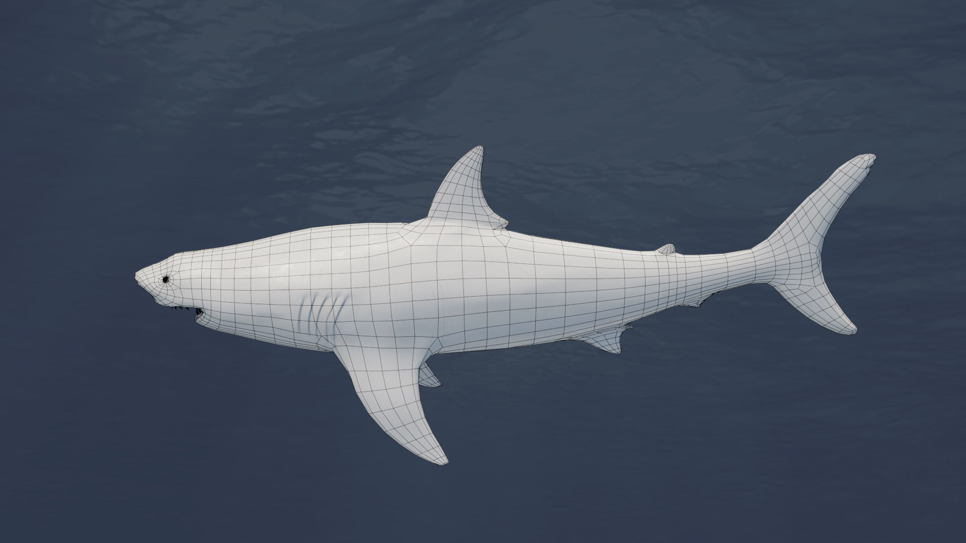 Great White Shark NO Rigged in Blender Low-poly 3D model_4
