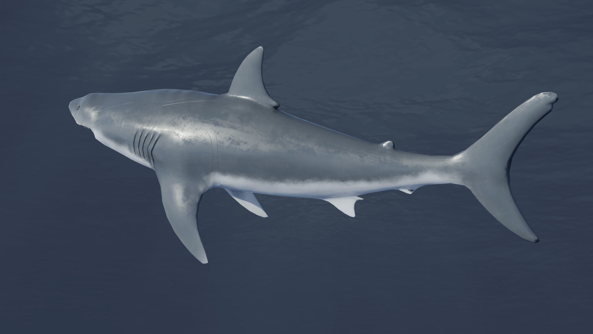 Great White Shark NO Rigged in Blender Low-poly 3D model_3
