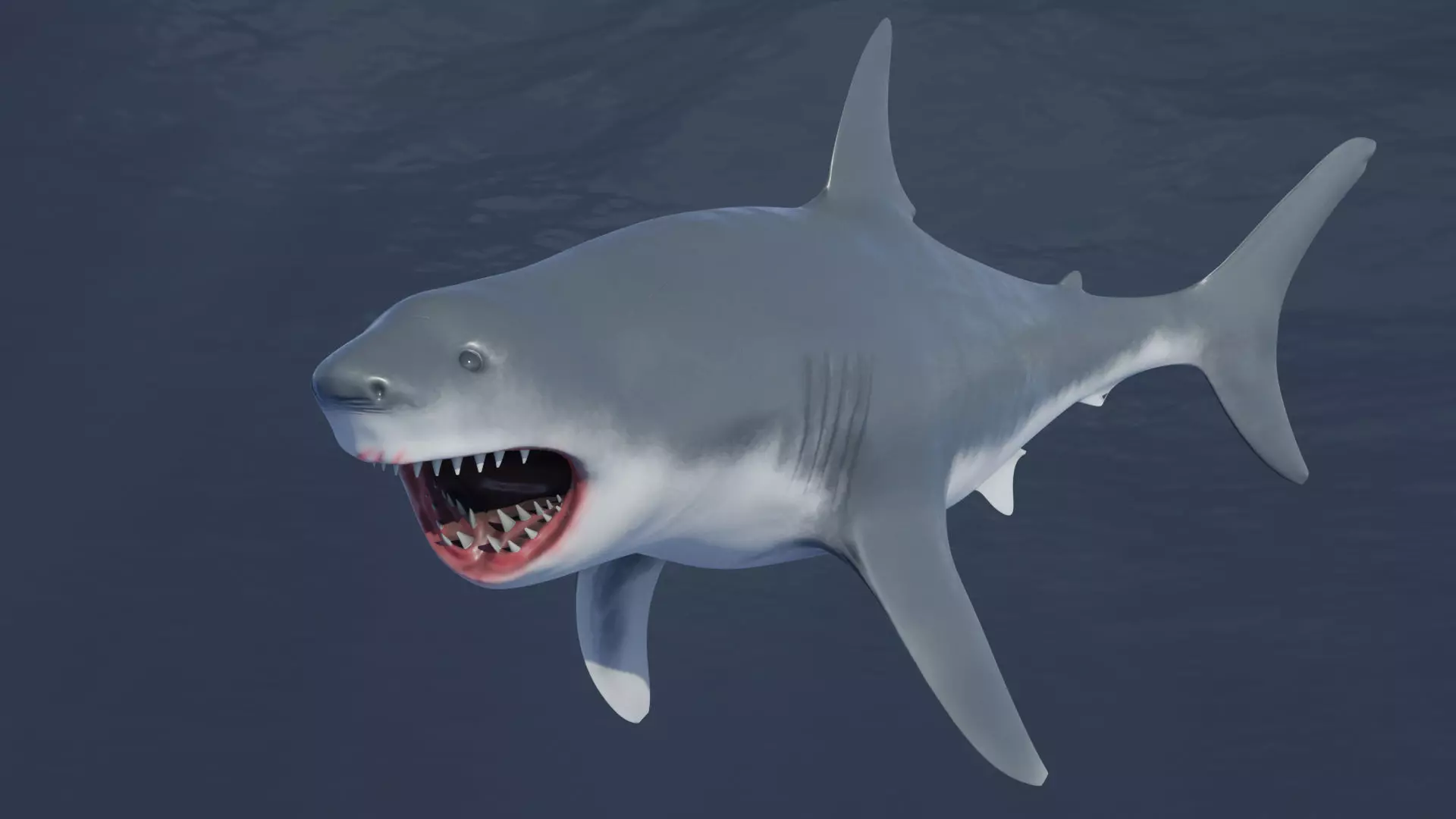 Great White Shark NO Rigged in Blender Low-poly 3D model_0