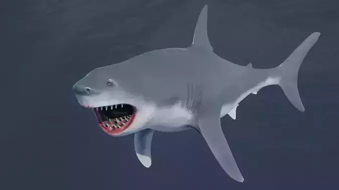 Great White Shark NO Rigged in Blender Low-poly 3D model