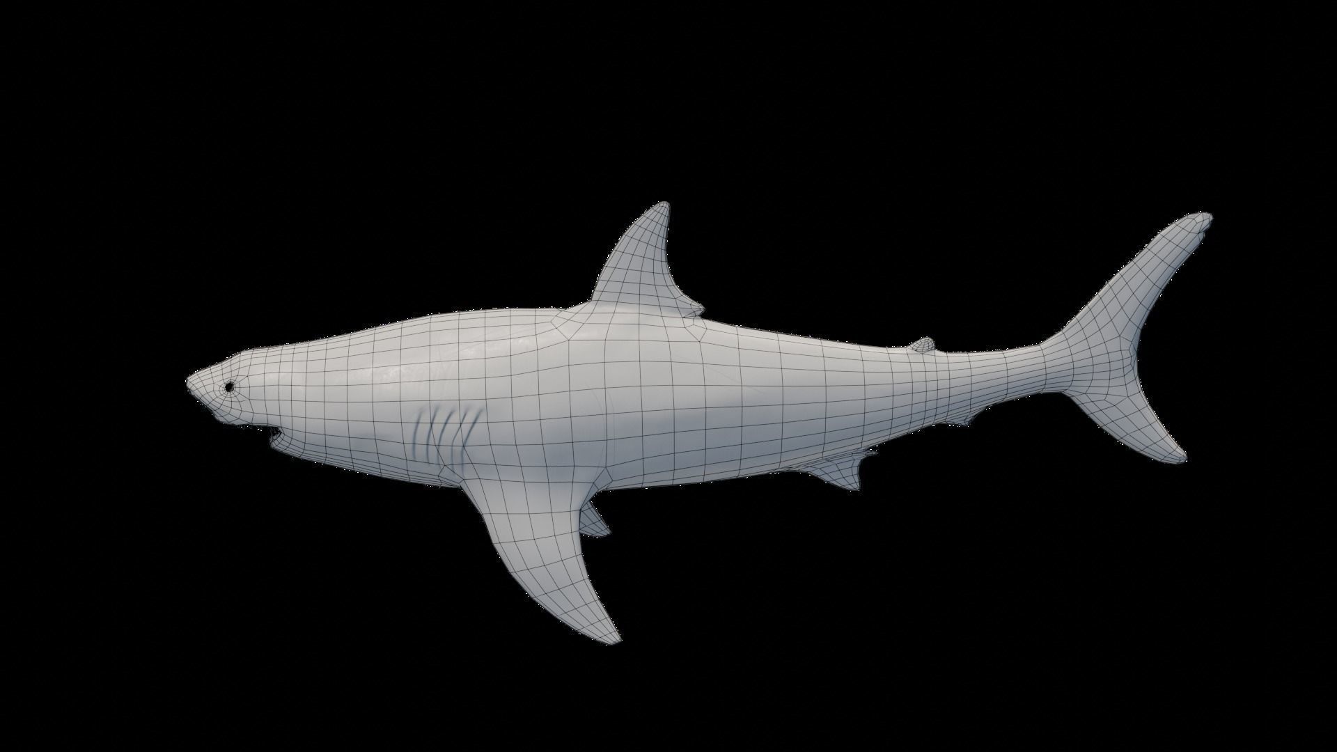 Great White Shark NO Rigged in Blender Low-poly 3D model_17