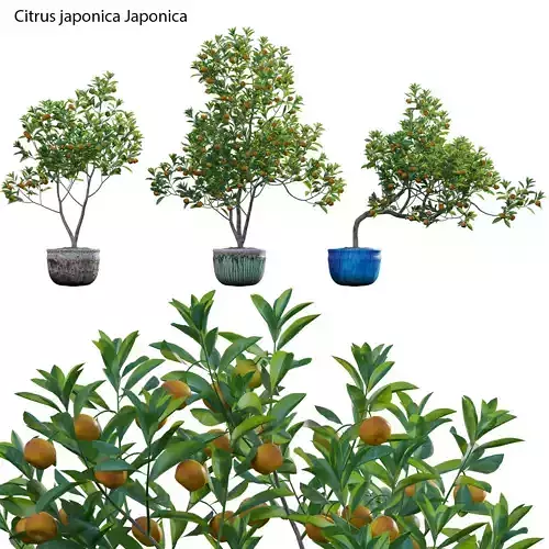 Citrus japonica Japonica - Kumquat 01 3D model