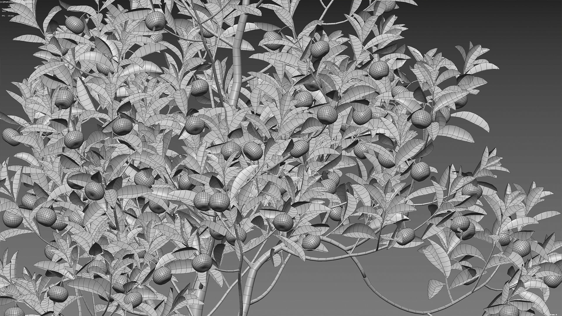 Citrus japonica Japonica - Kumquat 02 3D model_6