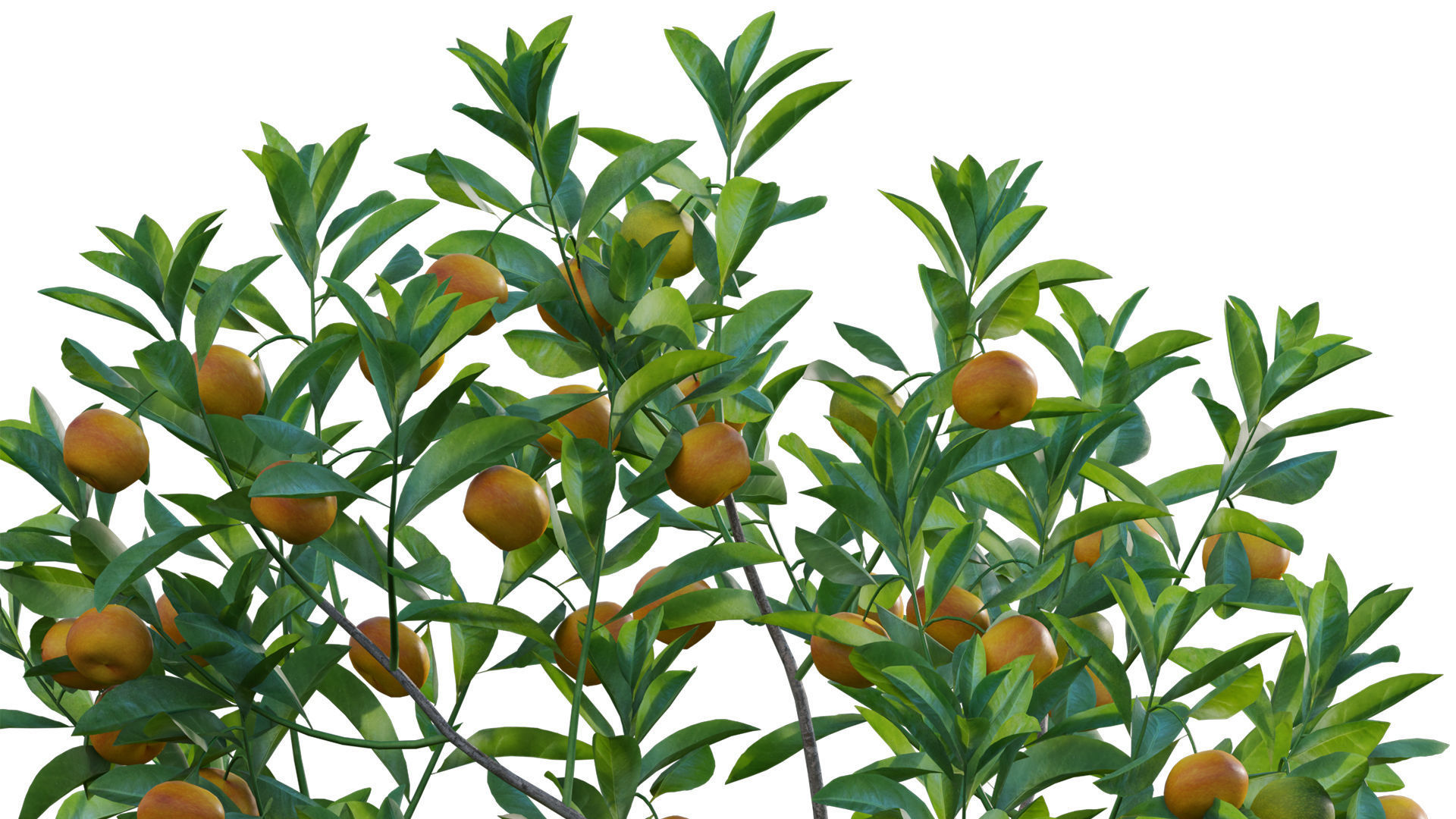Citrus japonica Japonica - Kumquat 02 3D model_2