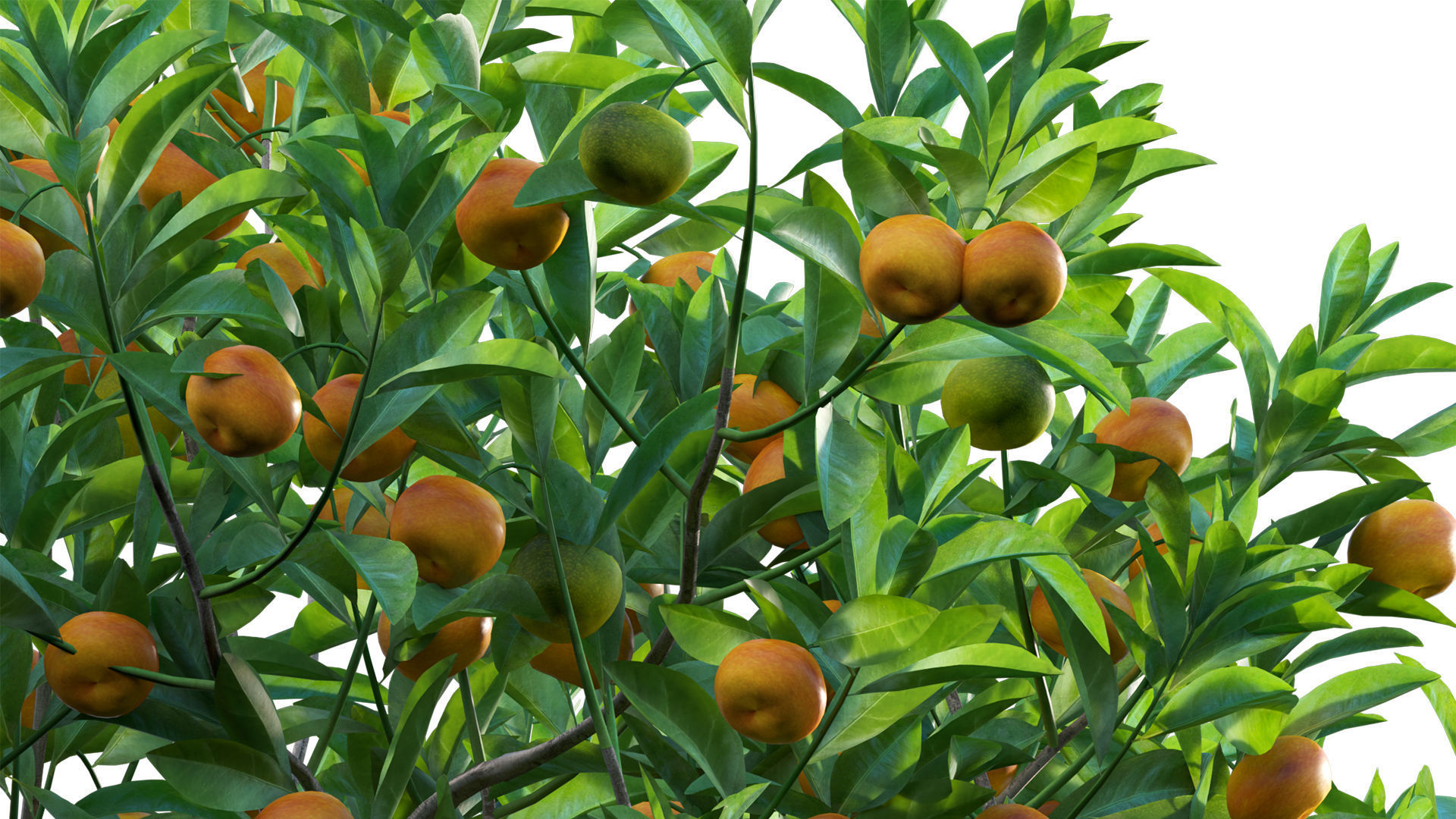 Citrus japonica Japonica - Kumquat 02 3D model_4