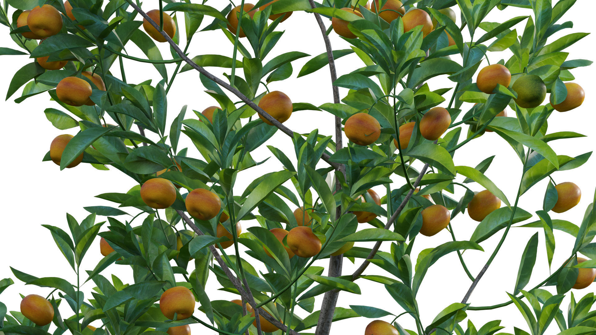 Citrus japonica Japonica - Kumquat 02 3D model_3