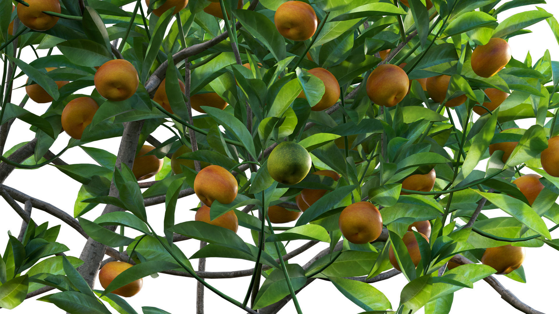 Citrus japonica Japonica - Kumquat 02 3D model_5