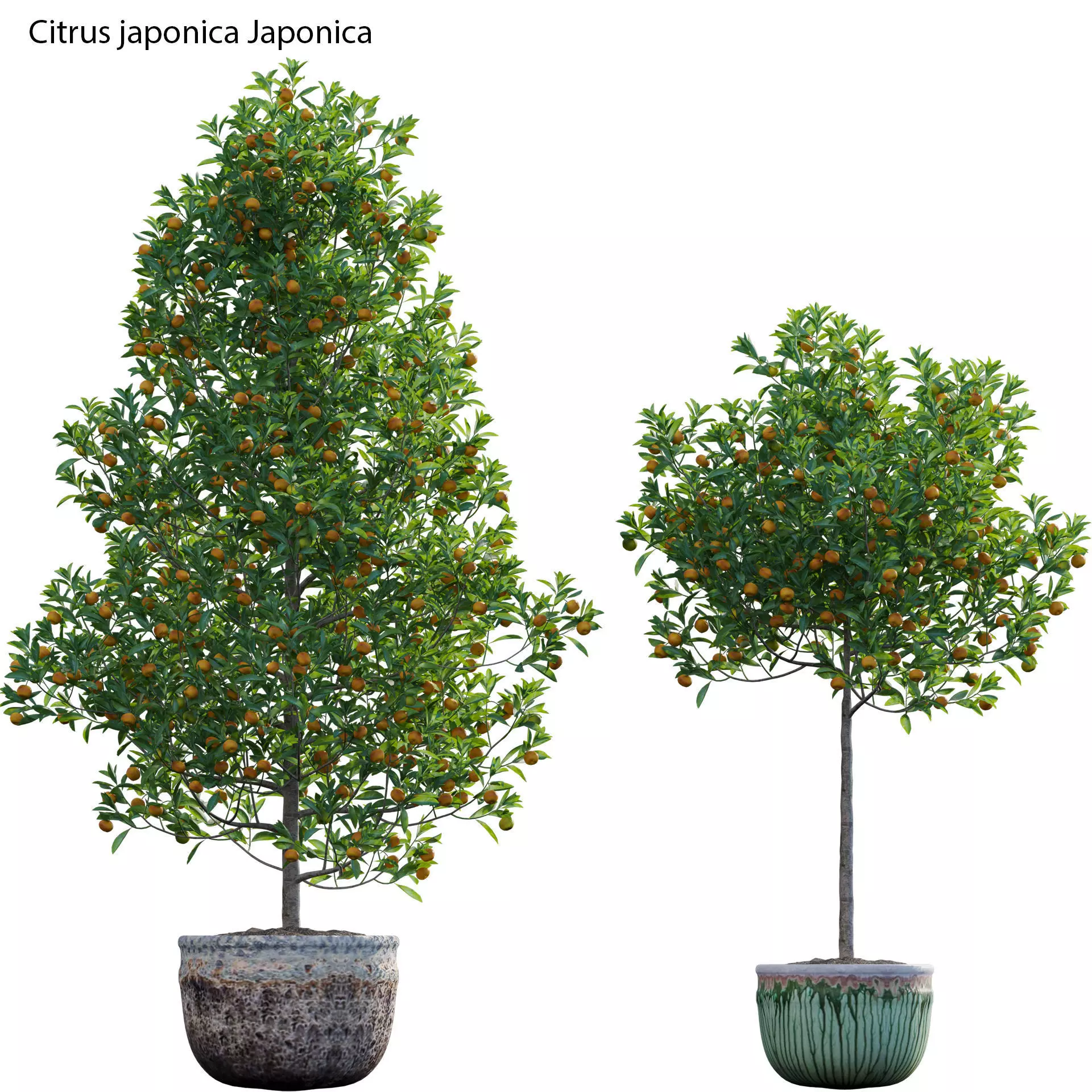 Citrus japonica Japonica - Kumquat 02 3D model_0