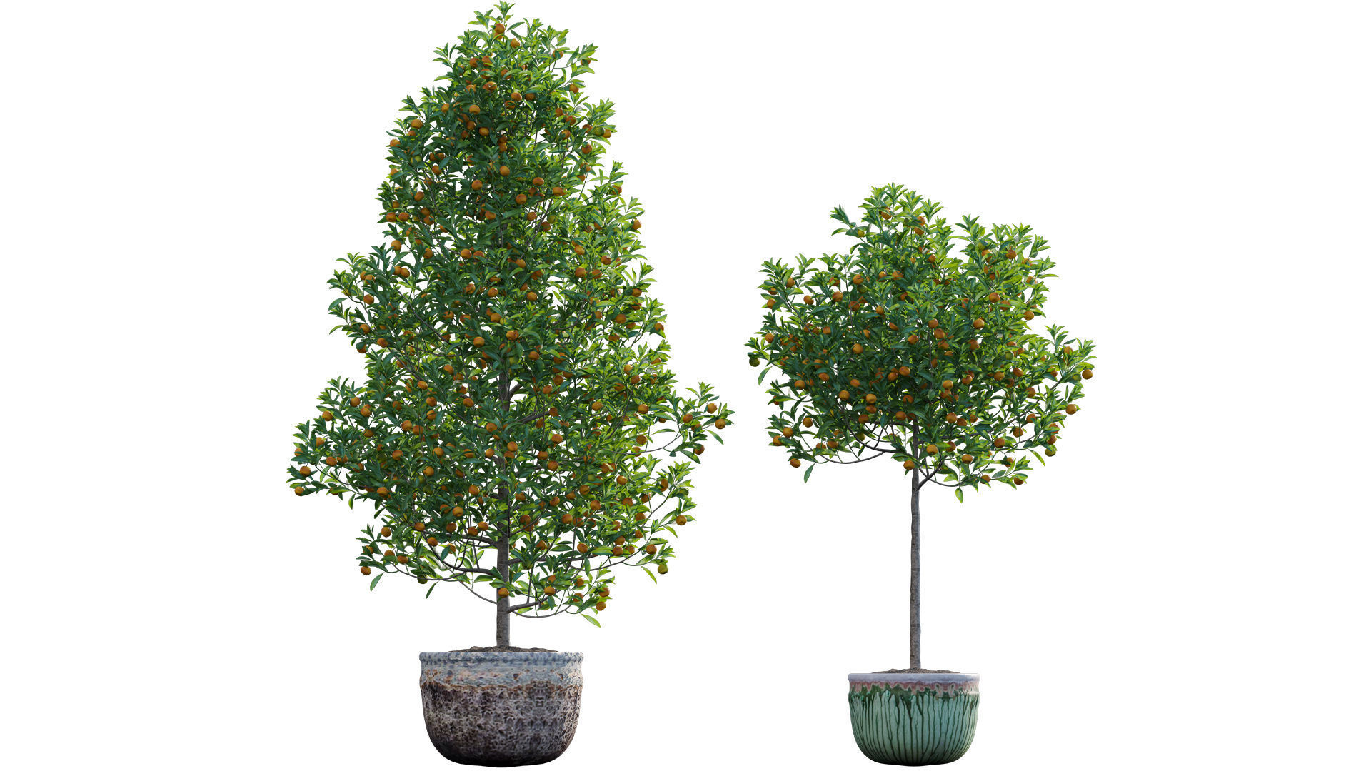 Citrus japonica Japonica - Kumquat 02 3D model_1