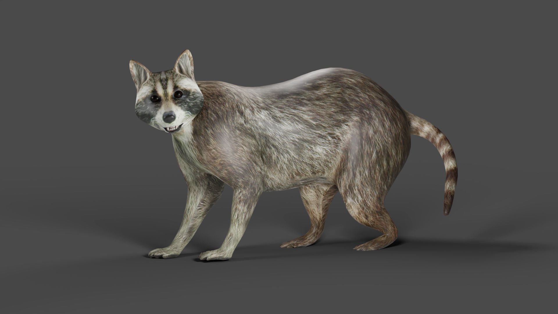Raccoon Rigged Animation in Blender  Low-poly 3D model_3