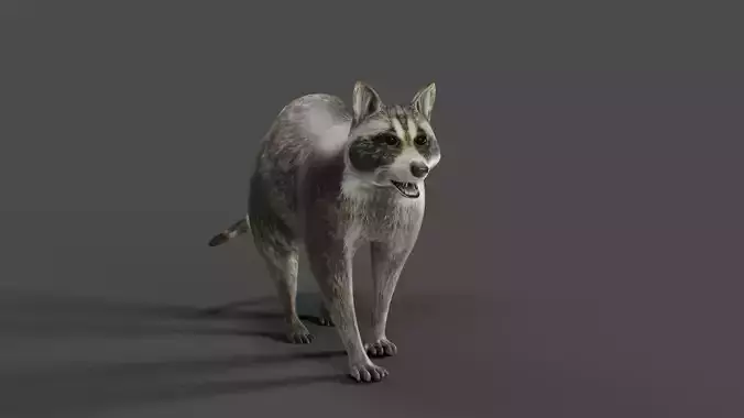 Raccoon Rigged Animation in Blender  Low-poly 3D model