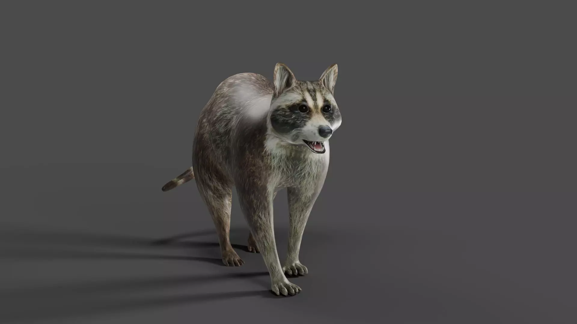Raccoon Rigged Animation in Blender  Low-poly 3D model_0