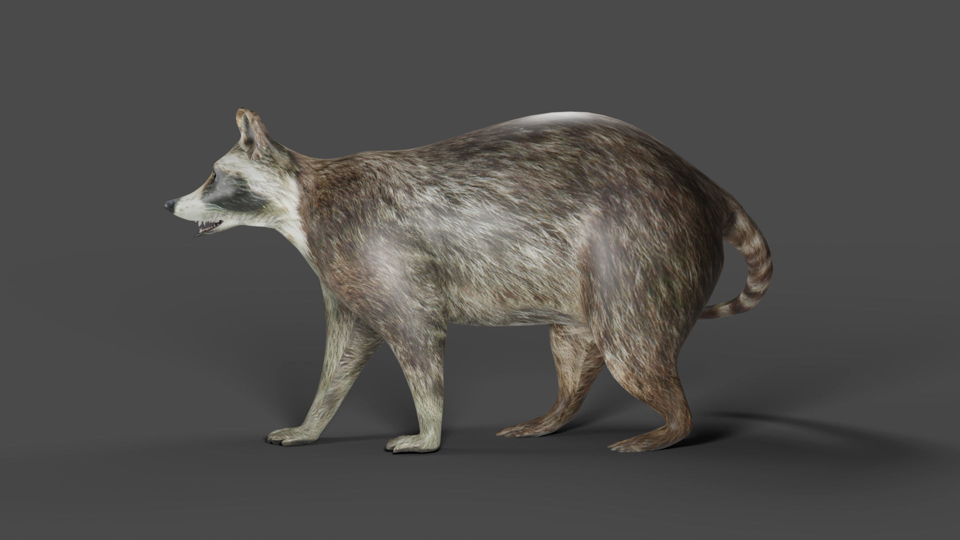 Raccoon Rigged Animation in Blender  Low-poly 3D model_6