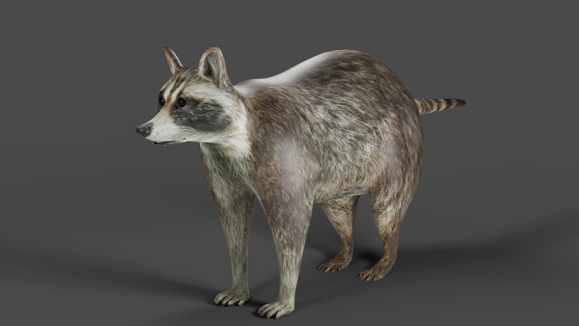 Raccoon Rigged Animation in Blender  Low-poly 3D model_5