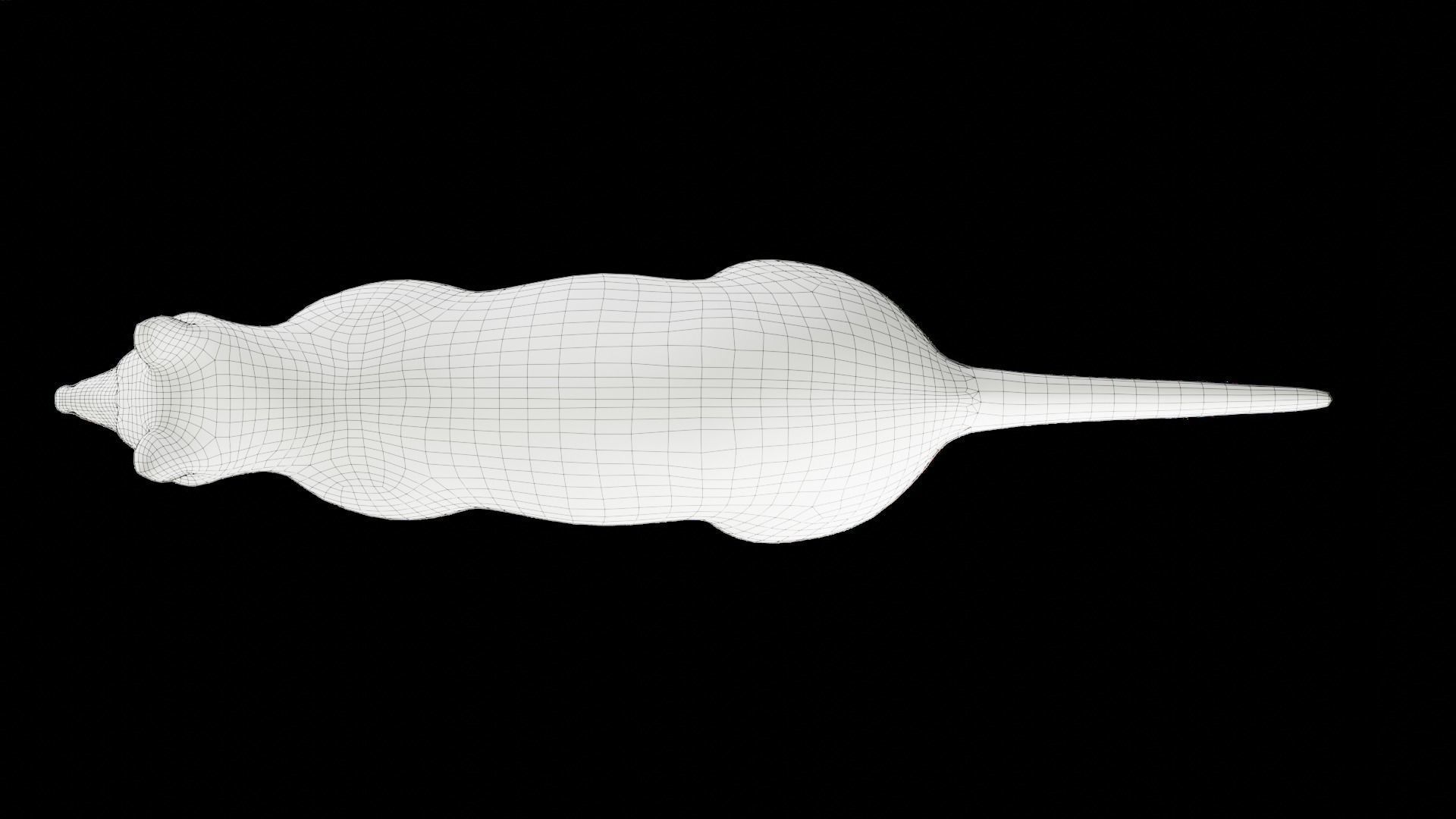 Raccoon Rigged Animation in Blender  Low-poly 3D model_19