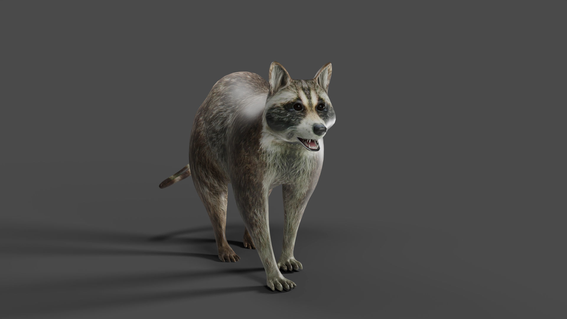 Raccoon Rigged in Blender Low-poly 3D model_2