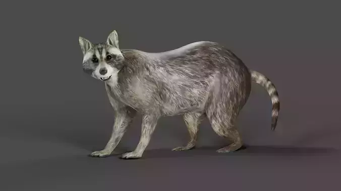 Raccoon Rigged in Blender Low-poly 3D model
