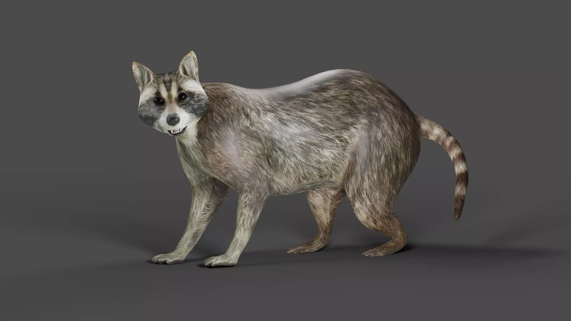 Raccoon Rigged in Blender Low-poly 3D model_0