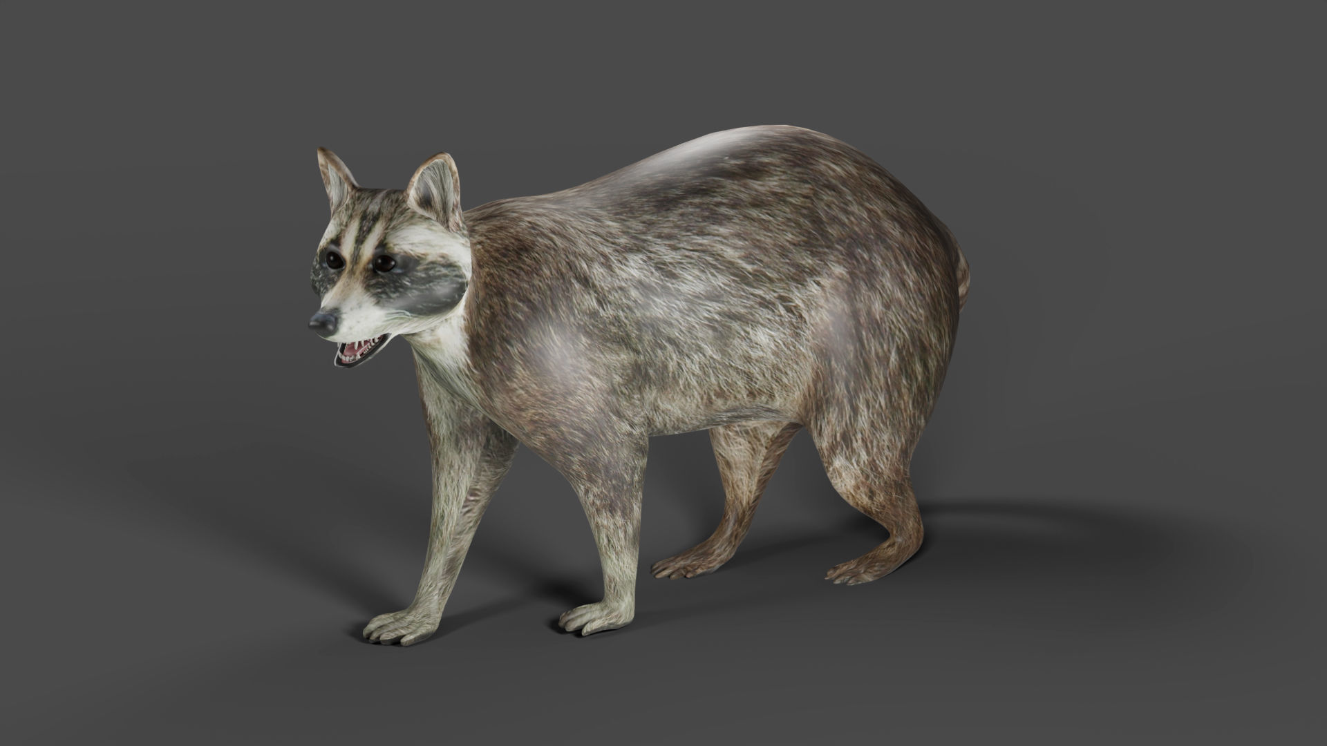 Raccoon Rigged in Blender Low-poly 3D model_5