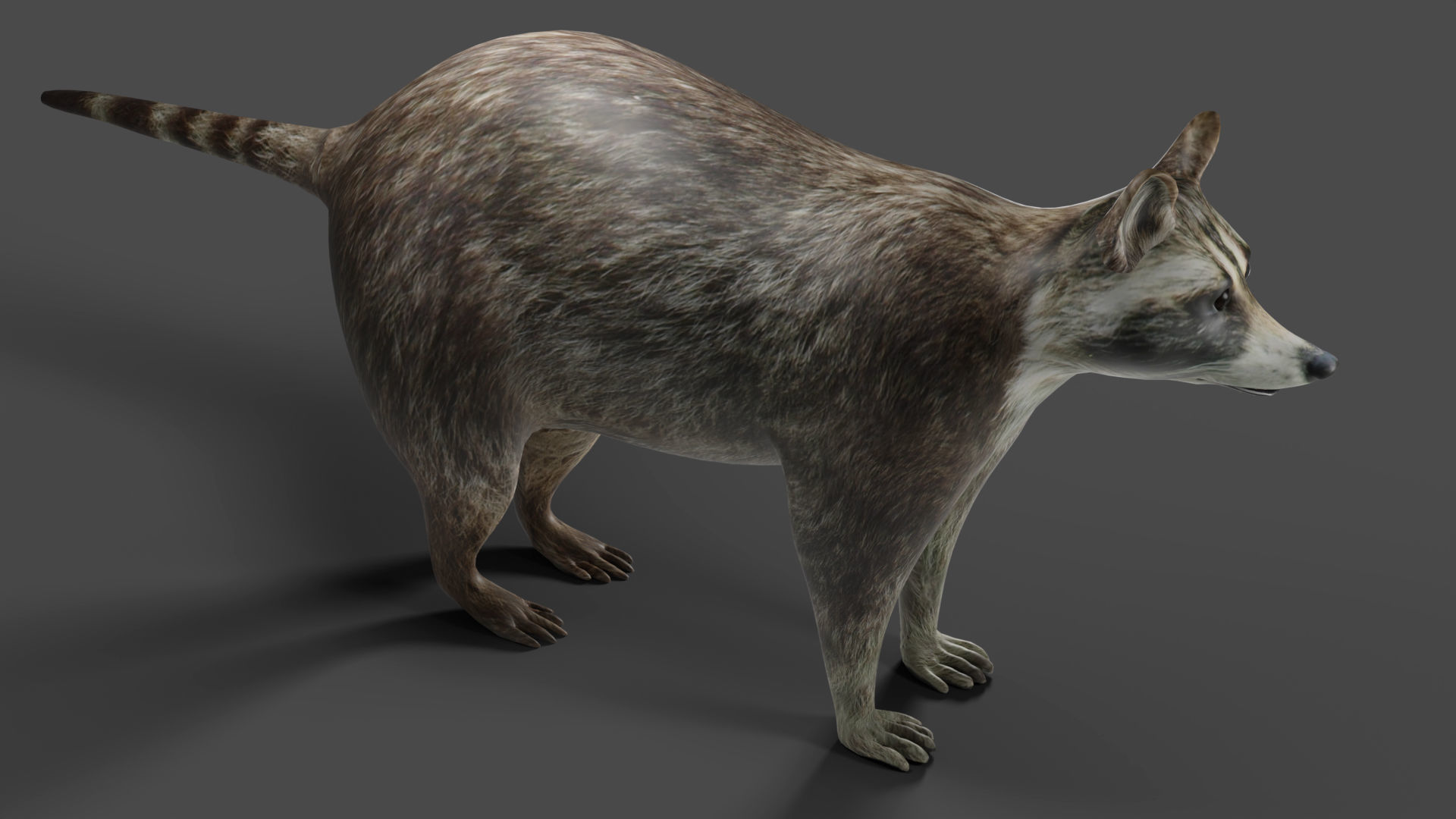 Raccoon Rigged in Blender Low-poly 3D model_6